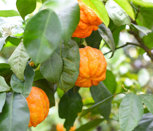 Bitter Orange, Neroli & Petitgrain: Three Essential Oils from One Tree